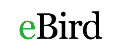 the eBird logo