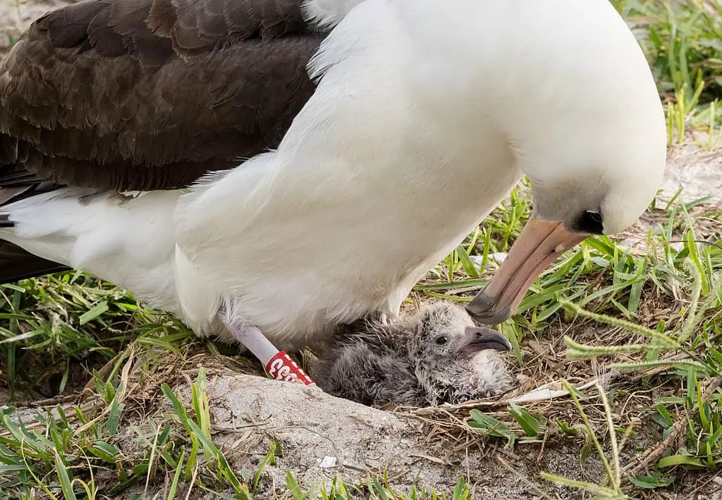 longest living bird Wisdom the Laysan Albatross with a chick