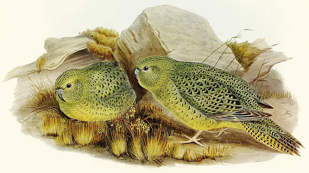 an illustration of two Night Parrots on the ground in front of rocks