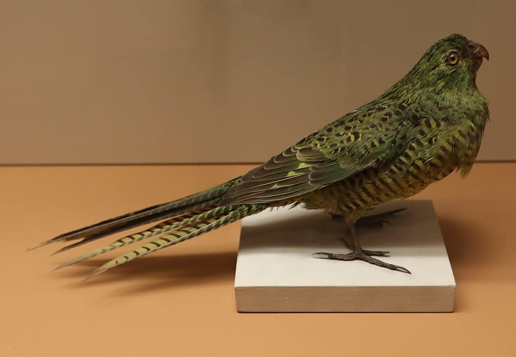 a taxidermied Eastern Ground Parrot