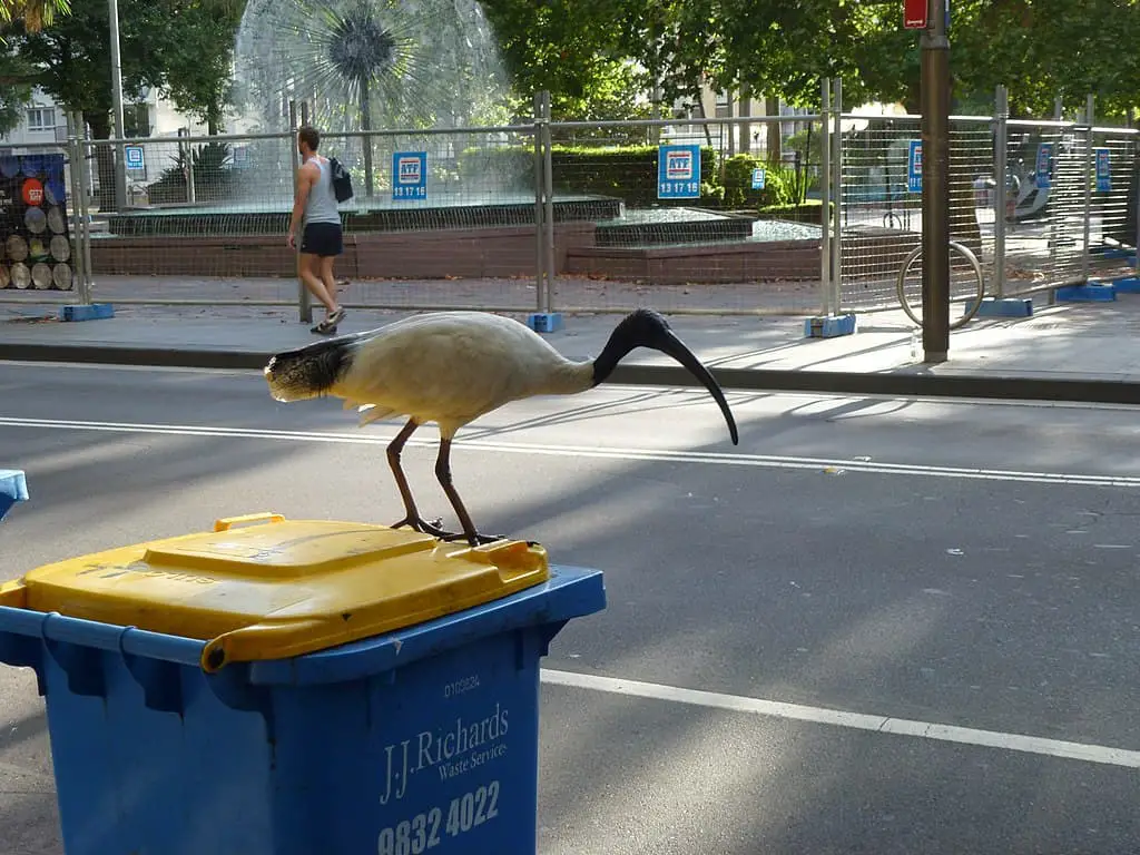 a White Ibis standing on a wheelie bin