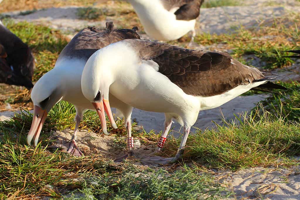 longest living bird Wisdom the Laysan Albatross with her mate