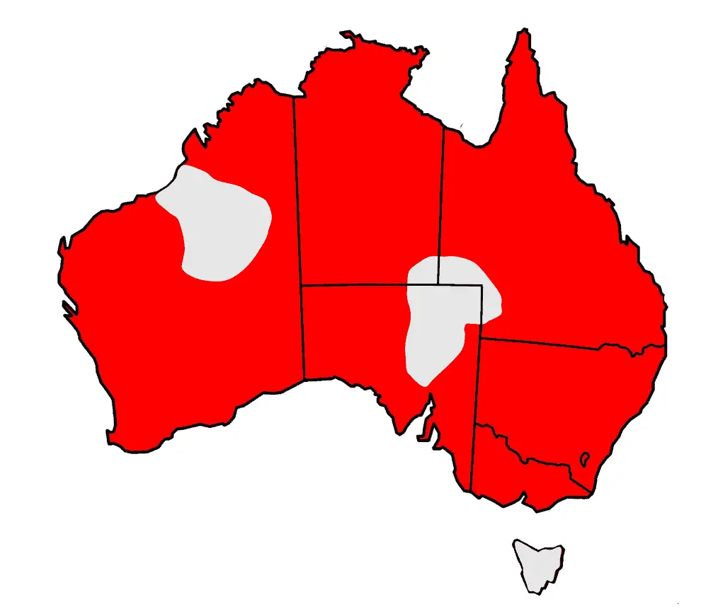 a map of Australia with most of it shaded red showing the distribution of the Weebill