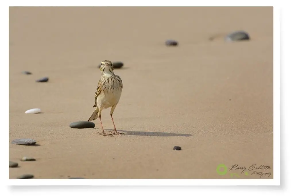an Australasian Pipit bird standing on sand