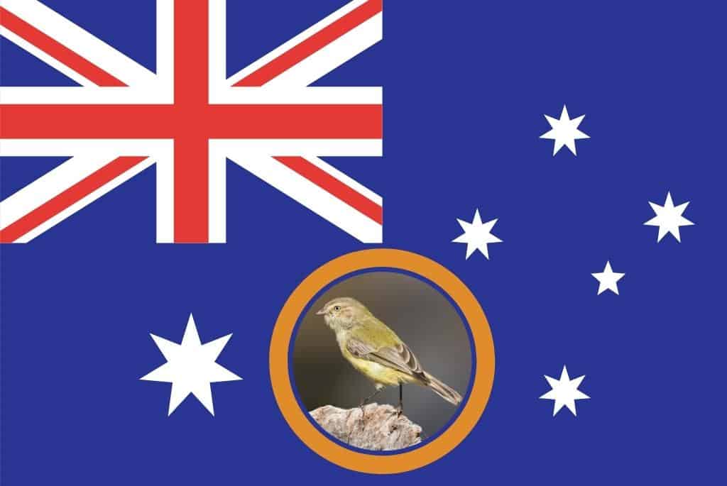 australia's smallest bird the weebill on an australian flag