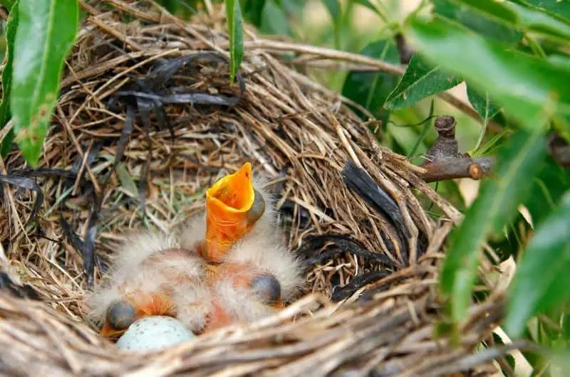 a chick begging for food in a nest