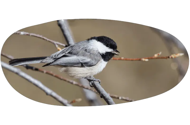 a Black-capped Chickadee one of the smartest small birds