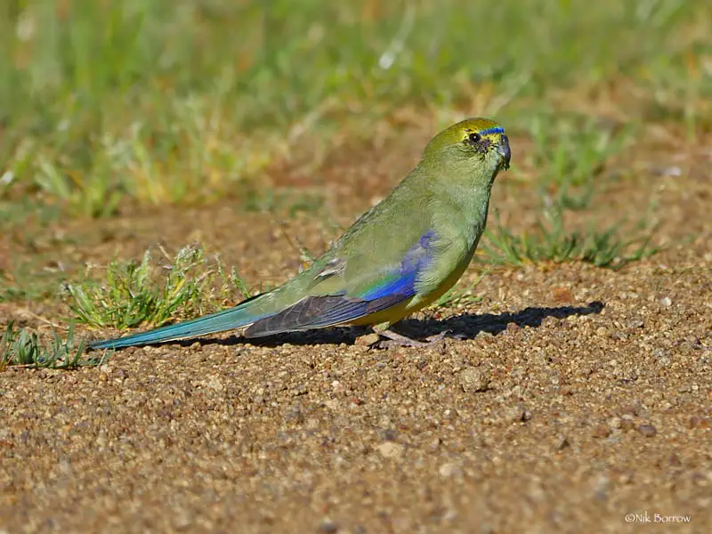 a Blue-winged Parrot standing on the ground