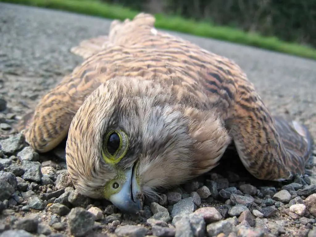 a dead kestral lying in the road