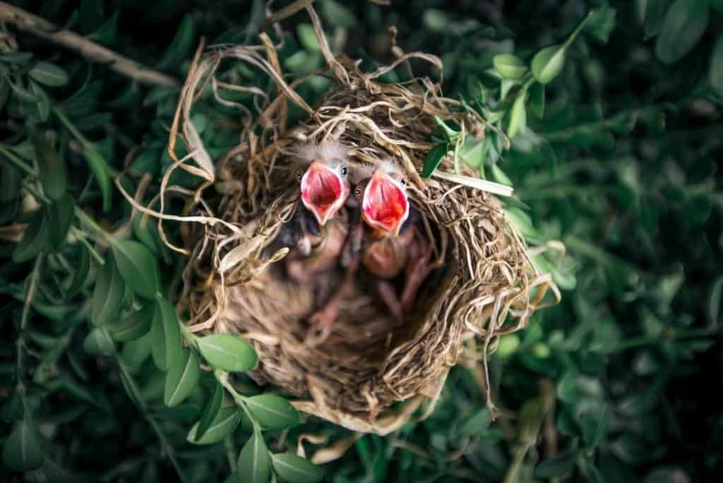 Do Baby Birds Come Back To The Nest Birdwatchworld 