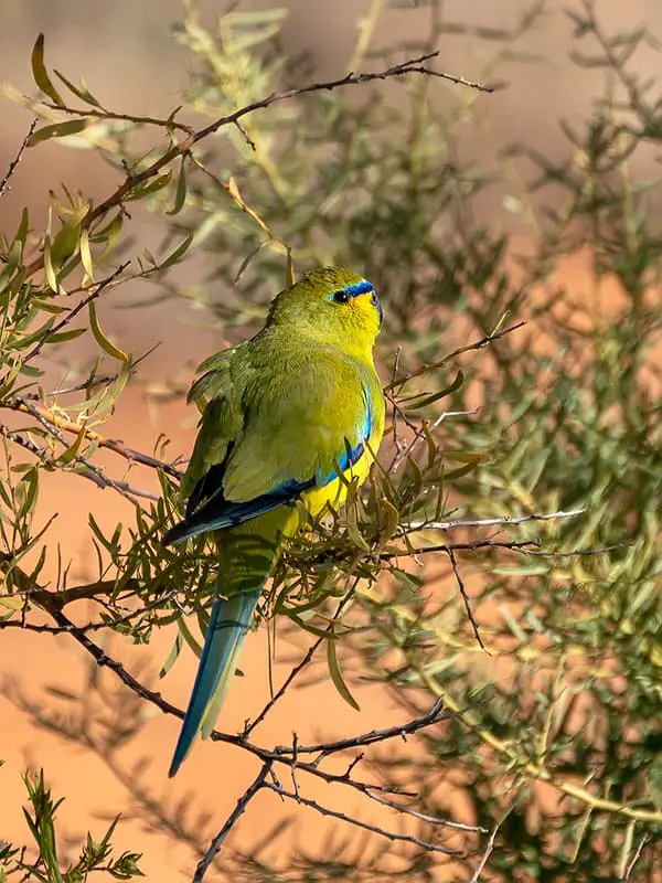 an elegant parrot perched on a bush