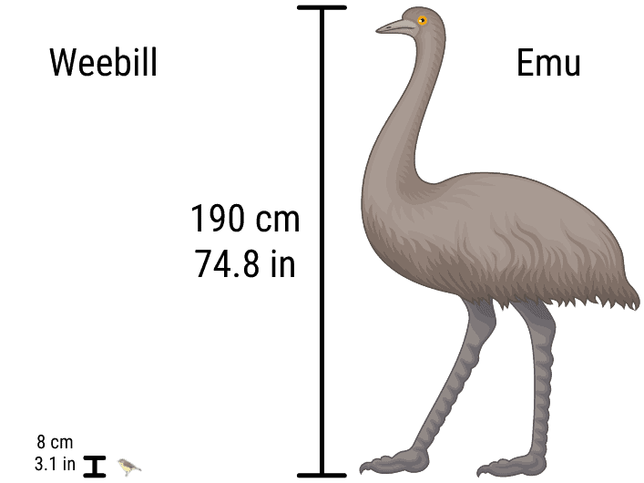 a graphic showing the size difference between a Weebill and an Emu