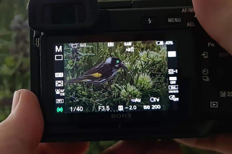 a view of the rear lcd screen of a Sony a6400 showing eye focus on a New Holland Honeyeater bird