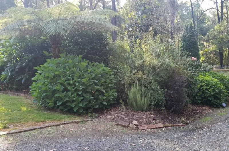 a view of a garden with various plant in it