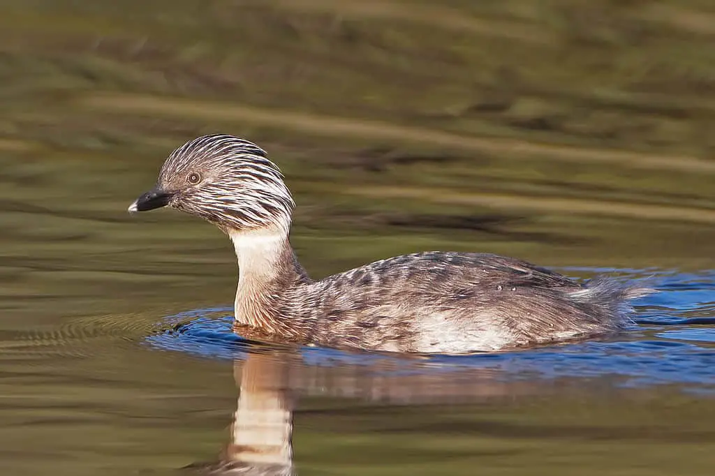 a Hoary-headed Grebe swimming