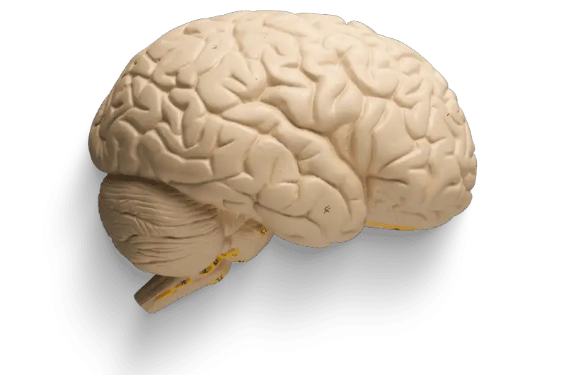 a model of a human brain