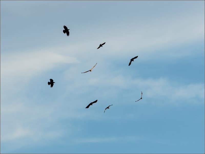 a murder of crows mobbing a buzzard in the sky