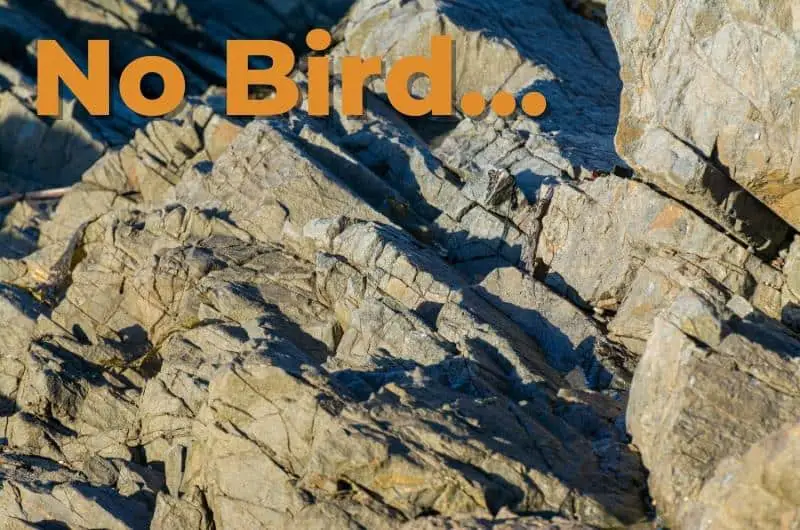 an image of rocks with the text 'no bird' written in the top left