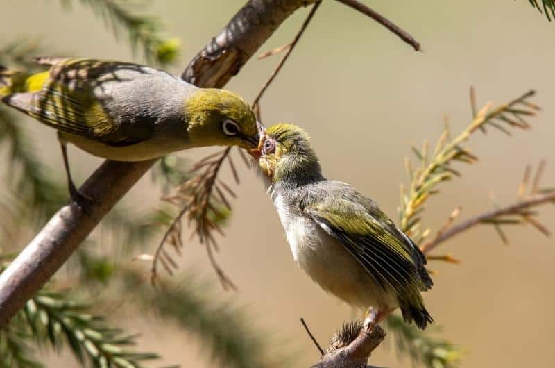 a Silvereye bird feeding its chick