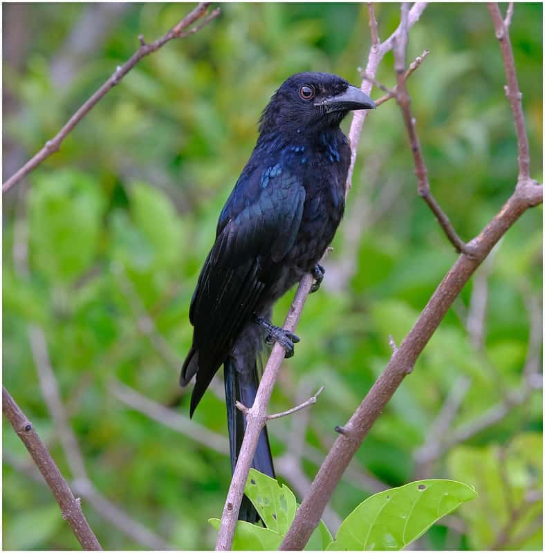 a Spangled Drongo bird perched in a tree