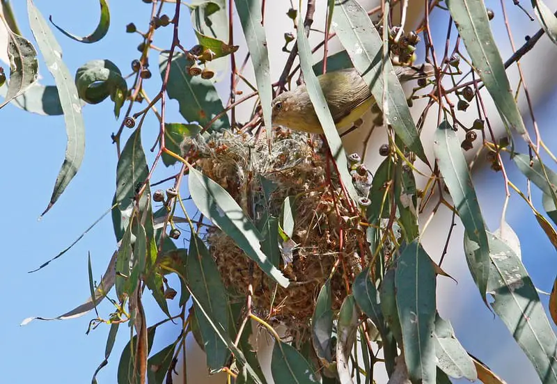 a Weebill, the smallest bird in Australia, perched in its nest in a gum tree