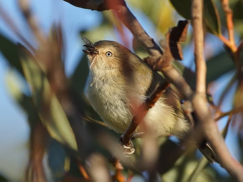a Weebill bird with an insect in its beak