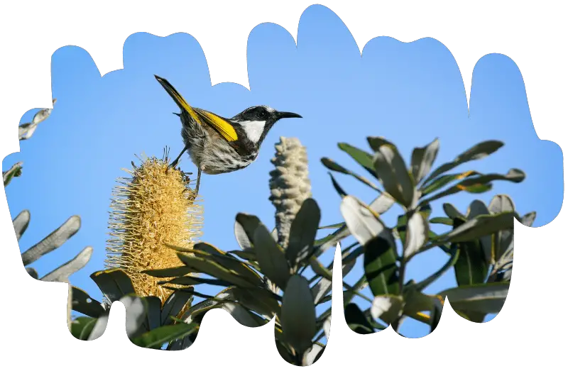 a White-cheeked Honeyeater perched on a banksia flower