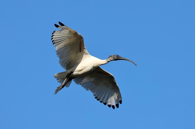 a White Ibis flying in clear blue sky