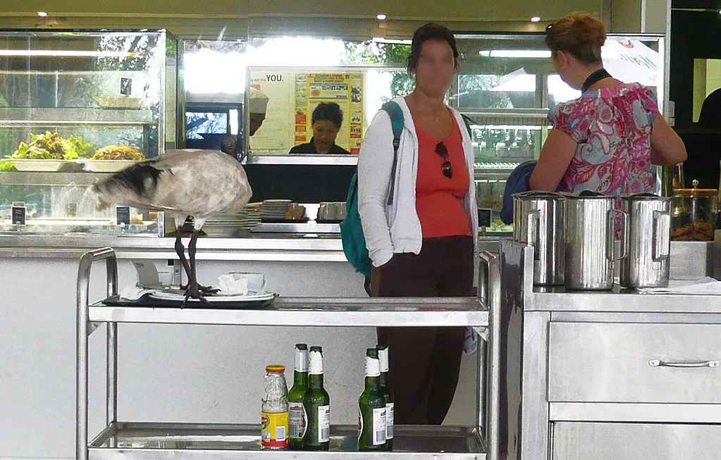 an Australian White Ibis stealing food from a plate at a cafe