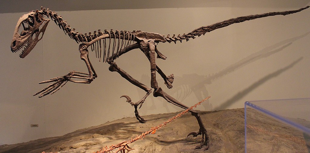 a Deinonychus dinosaur skeleton in a museum display