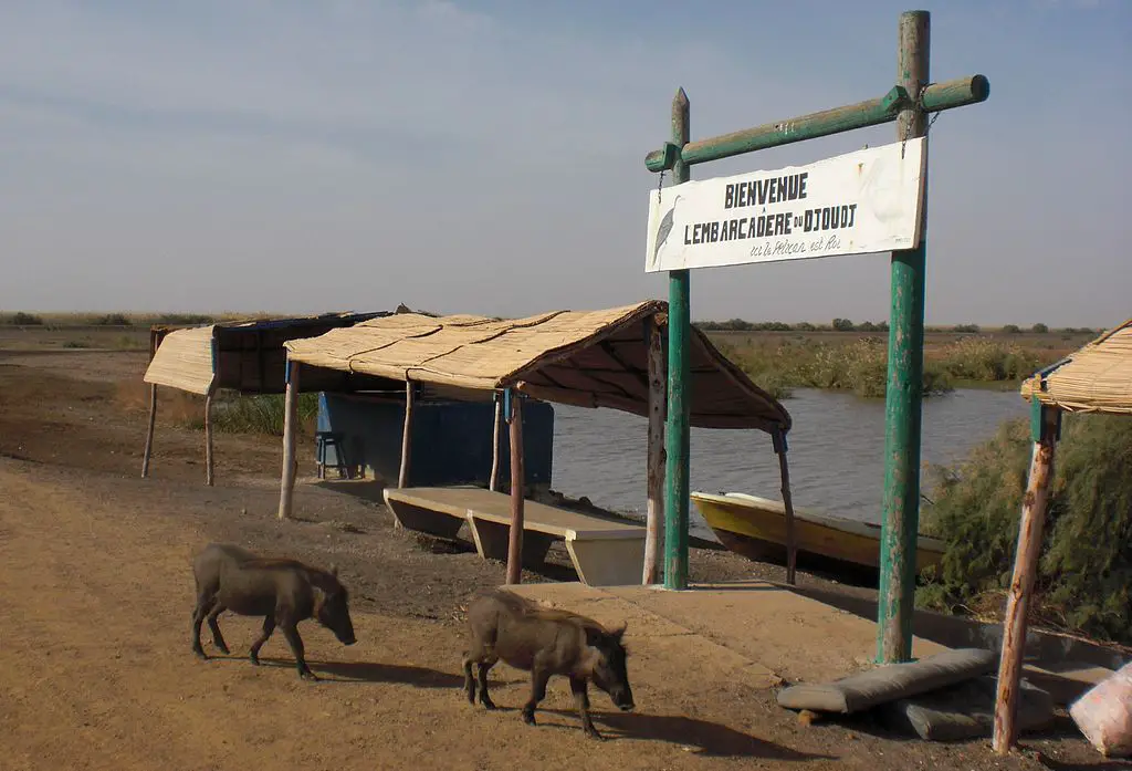 two Warthogs at the entrance to Djoudj Bird Sanctuary