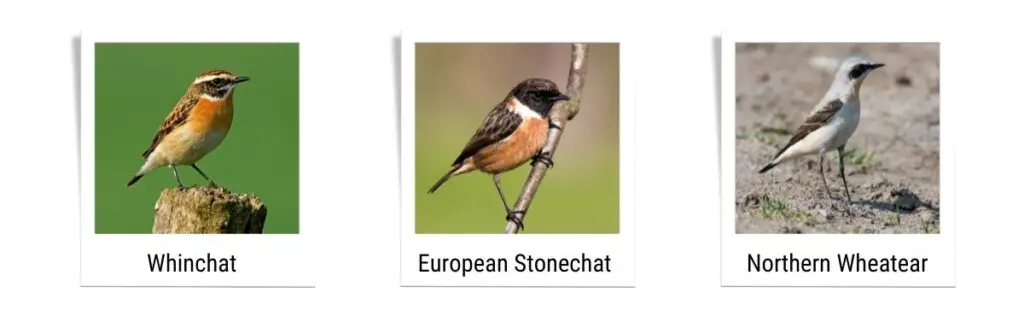 a Winchat, a European Stonechat, and a Northern Wheatear
