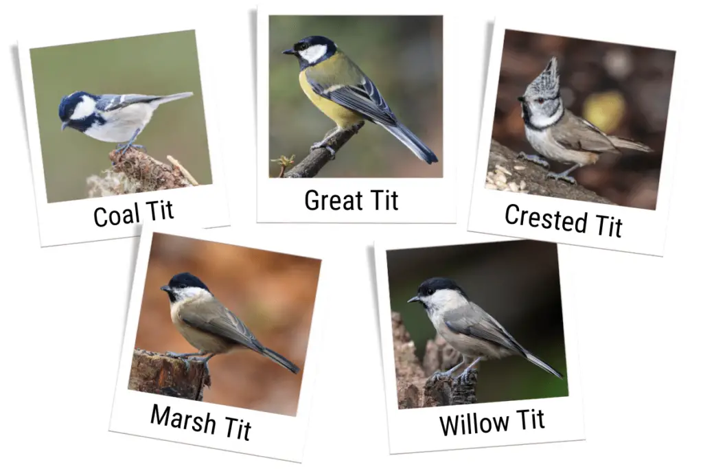 5 types of small birds found in the UK - a Coal Tit, a Great Tit, a Crested Tit, a Marsh Tit, and a Willow Tit