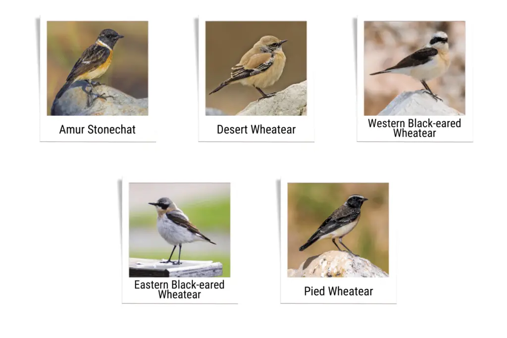 an Amur Stonechat, a Desert Wheatear, a Western Black-eared Wheatear, an Eastern Black-eared Wheatear, and a Pied Wheatear