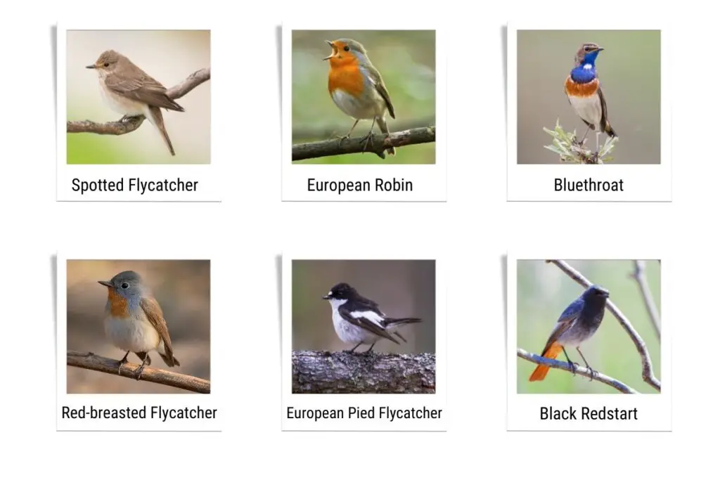 a Spotted Flycatcher, a European Robin, a Bluethroat, a Red-breasted Flycatcher, a European Pied Flycatcher, and a Black Redstart