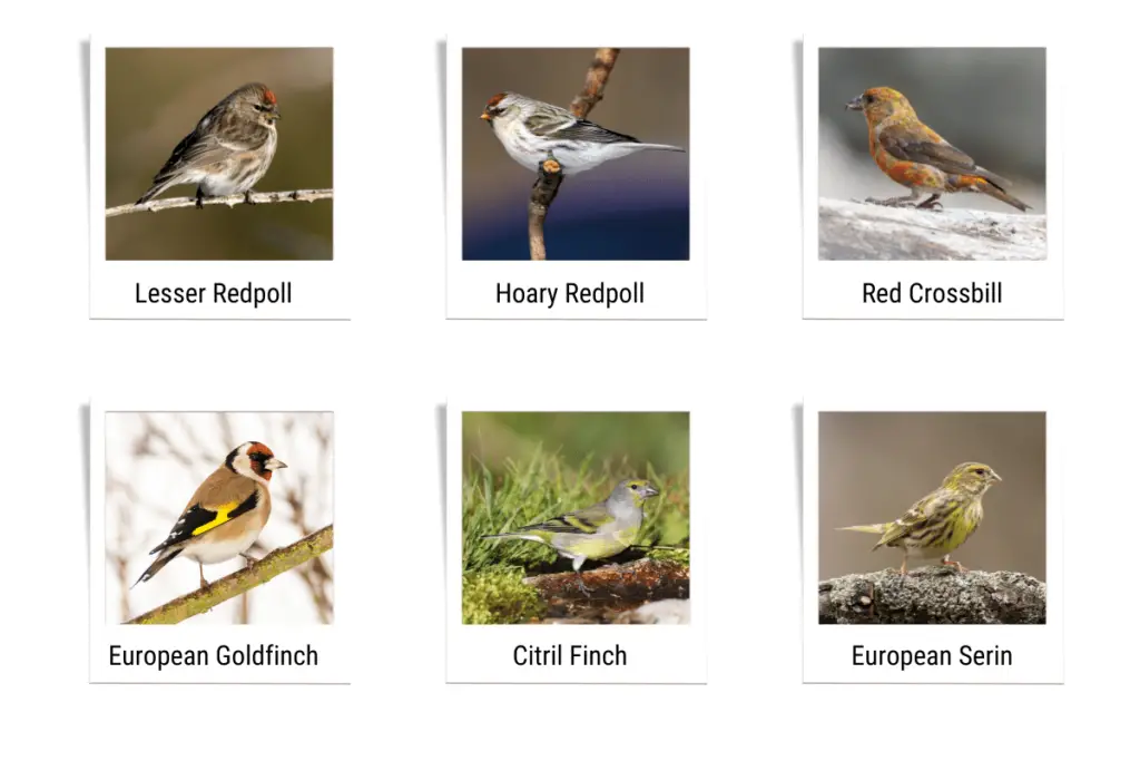 a Lesser Redpoll, a Hoary Redpoll, a Red Crossbill, a European Goldfinch, a Citril Finch, and a European Serin