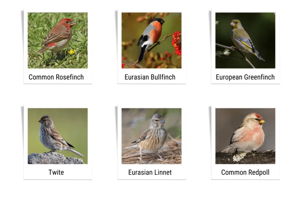 a Common Rosefinch, a Eurasian Bullfiinch, a European Greenfinch, a Twite, a Eurasian Linnet, and a Common Redpoll