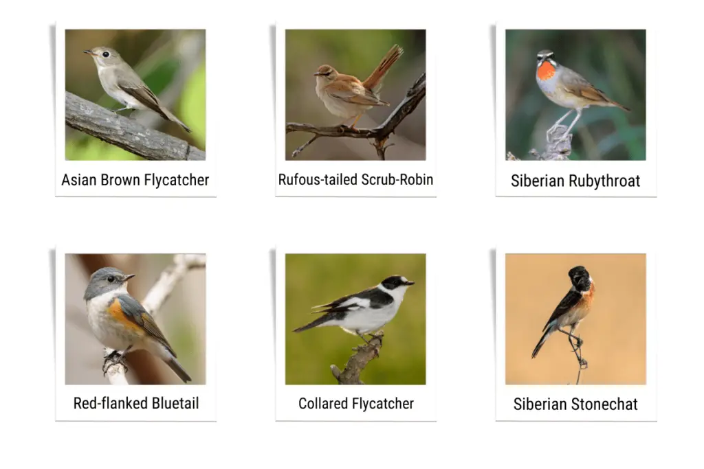 an Asian Brown Flycatcher, A Rufous-tailed Scrub-robin, a Siberian Rubythroat, a Red-flanked Bluetail, a Collard Flycatcher, and a Siberian Stonechat