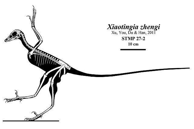 an illustration showing the skeleton of a Xiaotingia dinosaur
