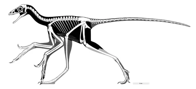 an illustration showing the skeleton of a Anchiornis dinosaur