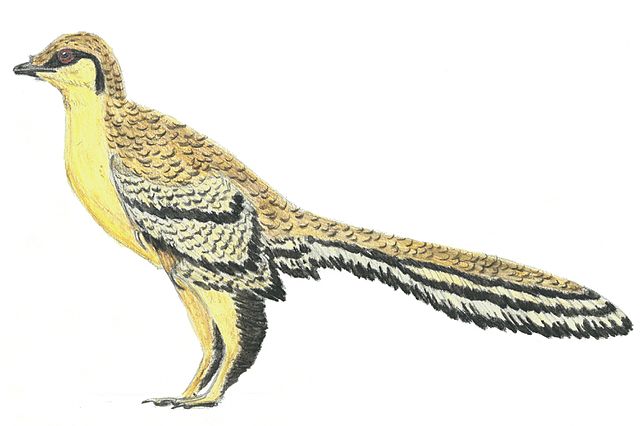 an illustration of an Aurornis dinosaur depicted with feathers
