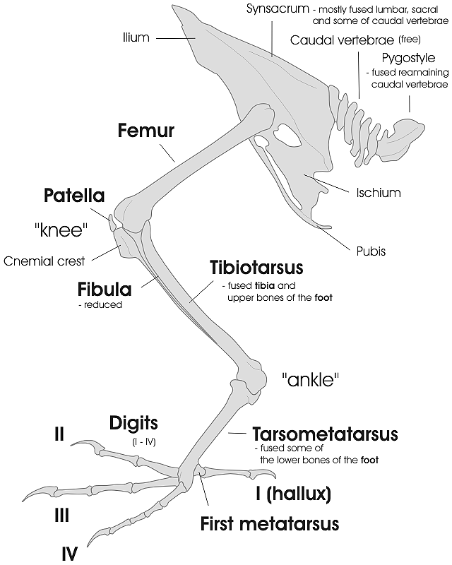 a labelled diagram of bird leg bones