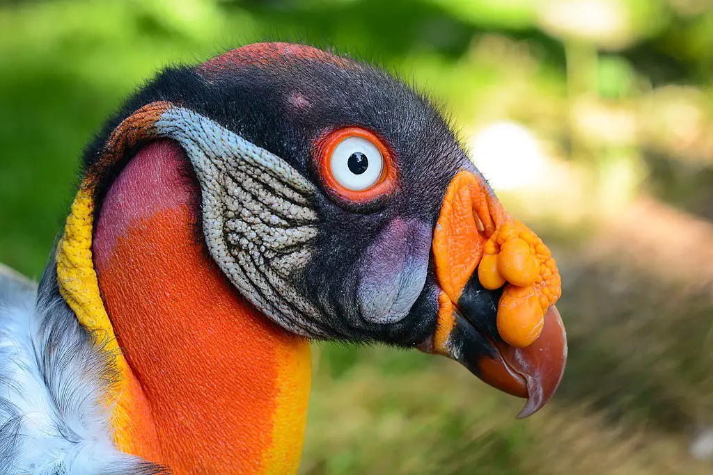 a close-up of a King Vulture's head and neck