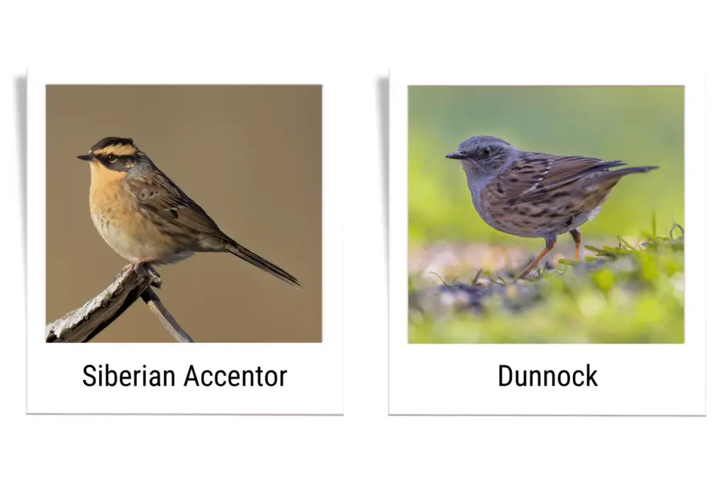 a Siberian Accentor and a Dunnock