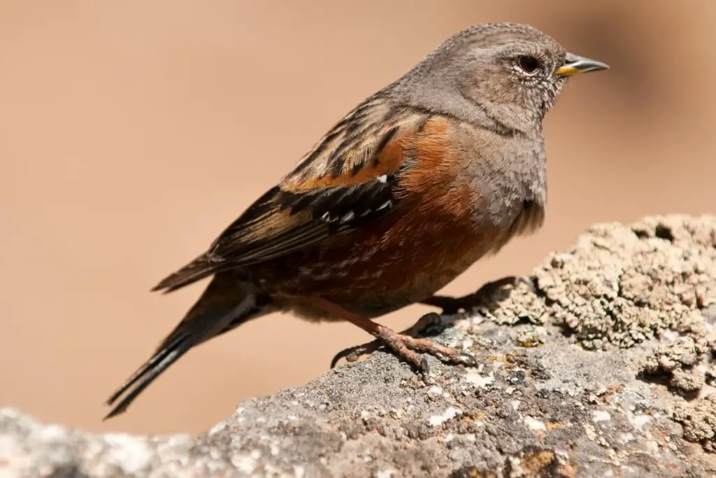 an Alpine Accentor perched on a rock