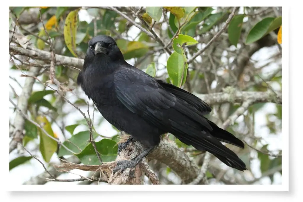 an american crow perched in a tree