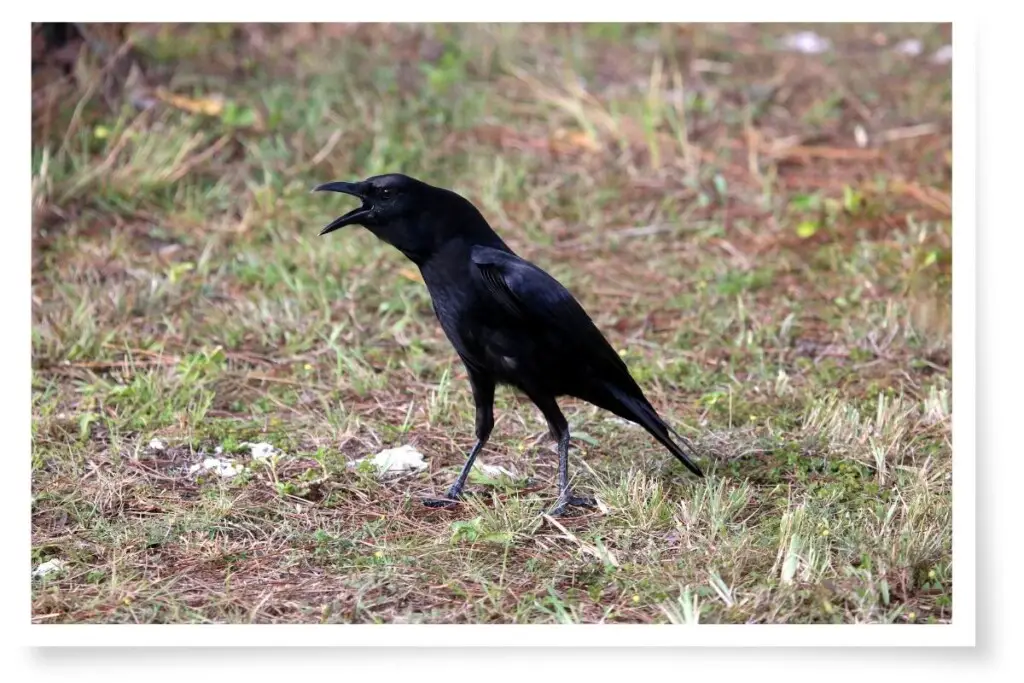 an american crow standing on grass with its beak open, calling