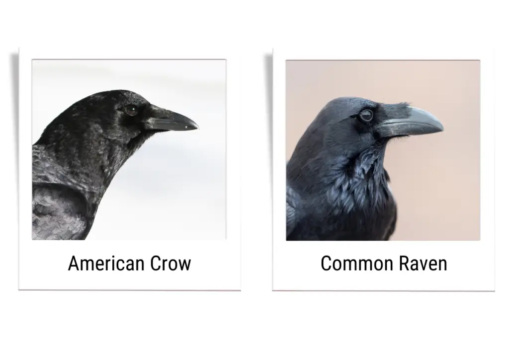 on the left is an american crow. on the right is a common raven