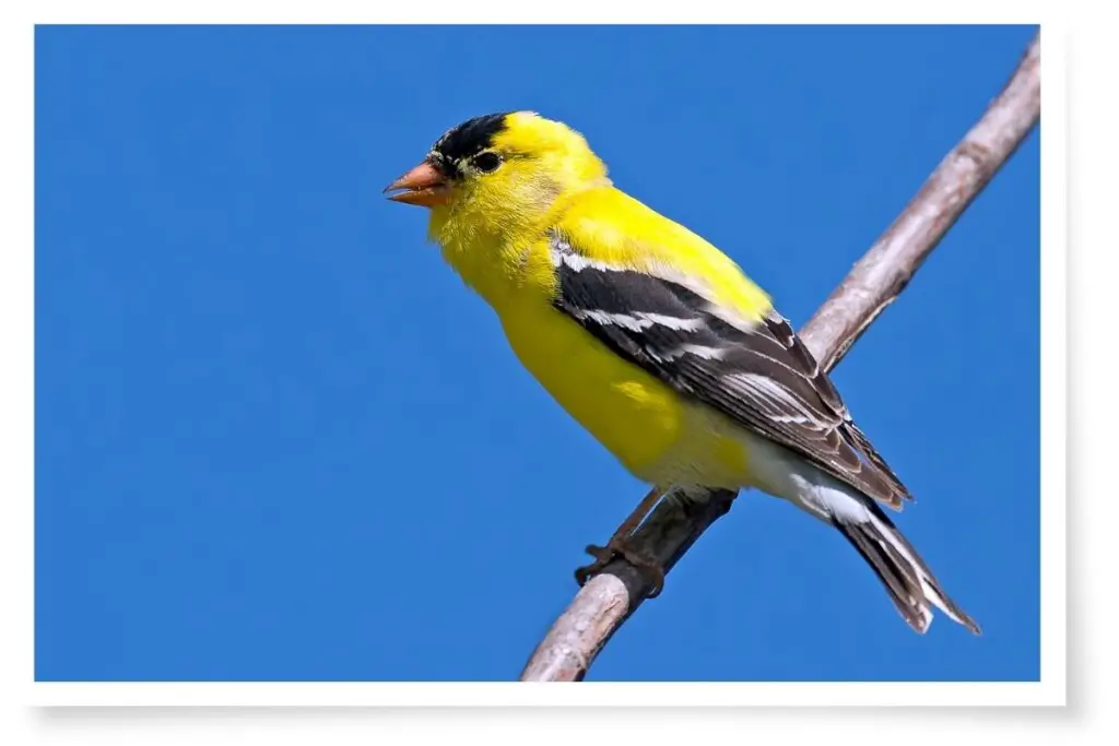 an american goldfinch perched on a branch against blue sky