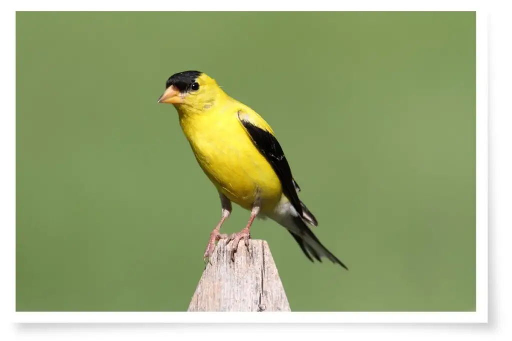 an American goldfinch perched on a post